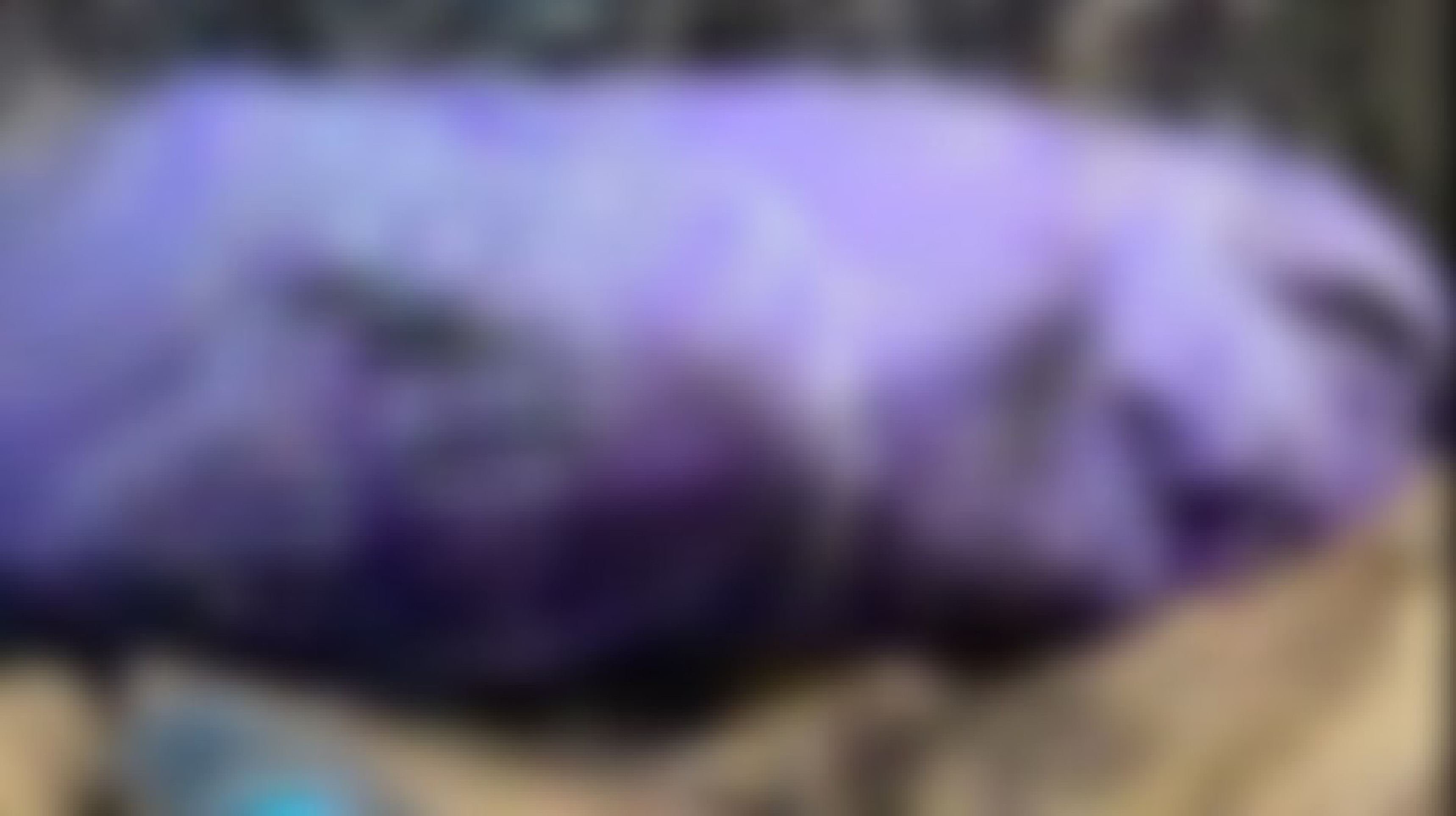 Corpo de idoso desaparecido é encontrado em galinheiro no Sol Nascente