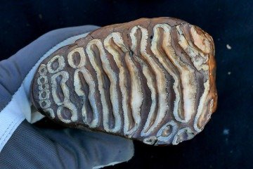 Dente de mamute: 
micro-organismos preservados
 -  (crédito: Love Dalén)