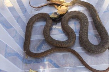 A cobra-cipó estava predando um lagarto e, após ser capturada pelo CBMDF, foi devolvida ao seu habitat natural - (crédito: CBMDF/Divulgação) A cobra-cipó estava predando um lagarto e, após ser capturada pelo CBMDF, foi devolvida ao seu habitat natural - (crédito: CBMDF/Divulgação)