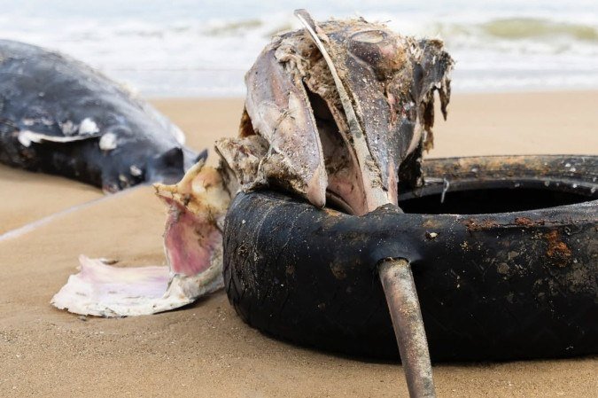 Peixe de grande porte é encontrado morto em Praia Central em Balneário Piçarras, localizada no litoral norte de Santa Catarina - (crédito: Mauricio Guartelá) Peixe de grande porte é encontrado morto em Praia Central em Balneário Piçarras, localizada no litoral norte de Santa Catarina - (crédito: Mauricio Guartelá)