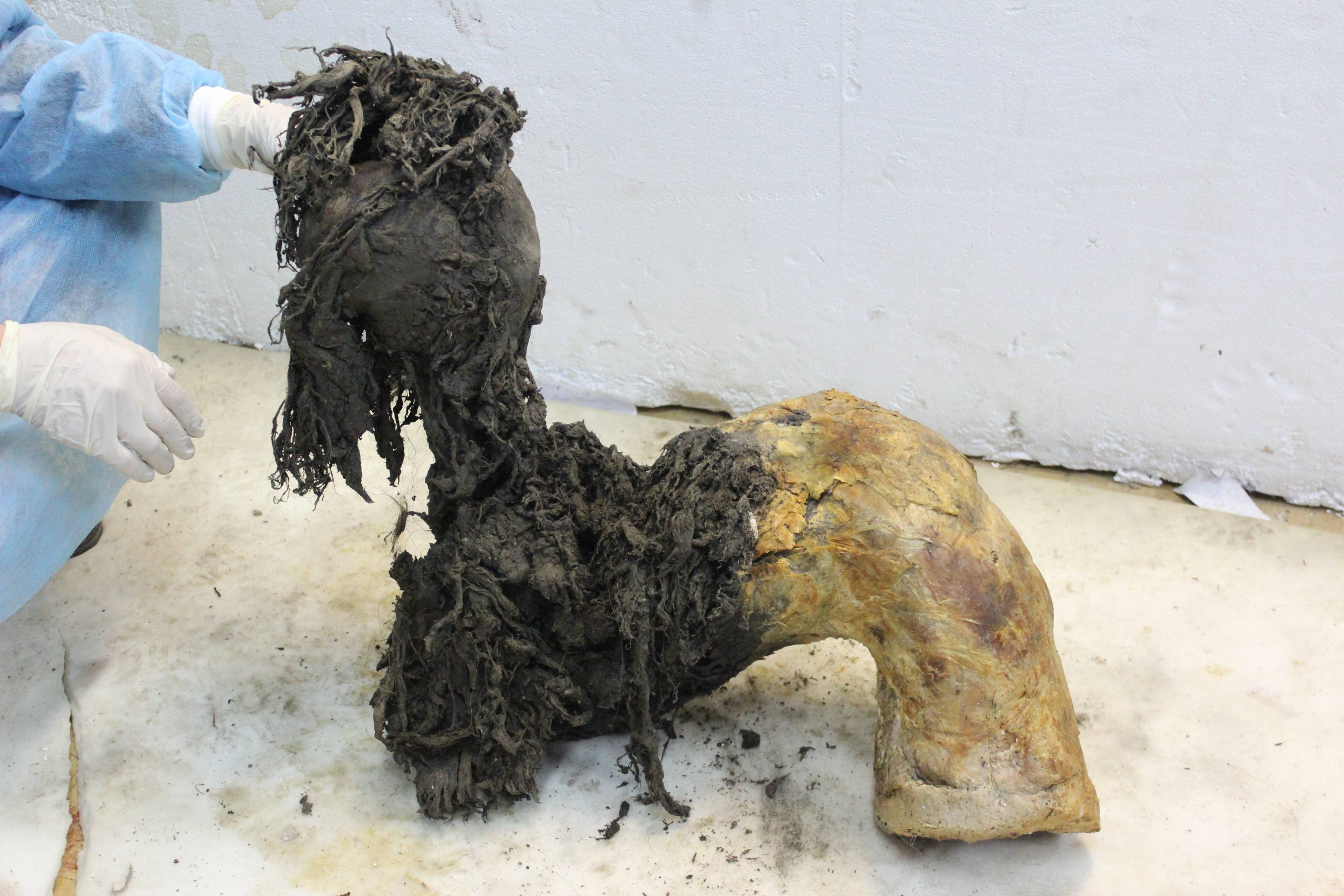 RNA de mamute da Era do Gelo é sequenciado