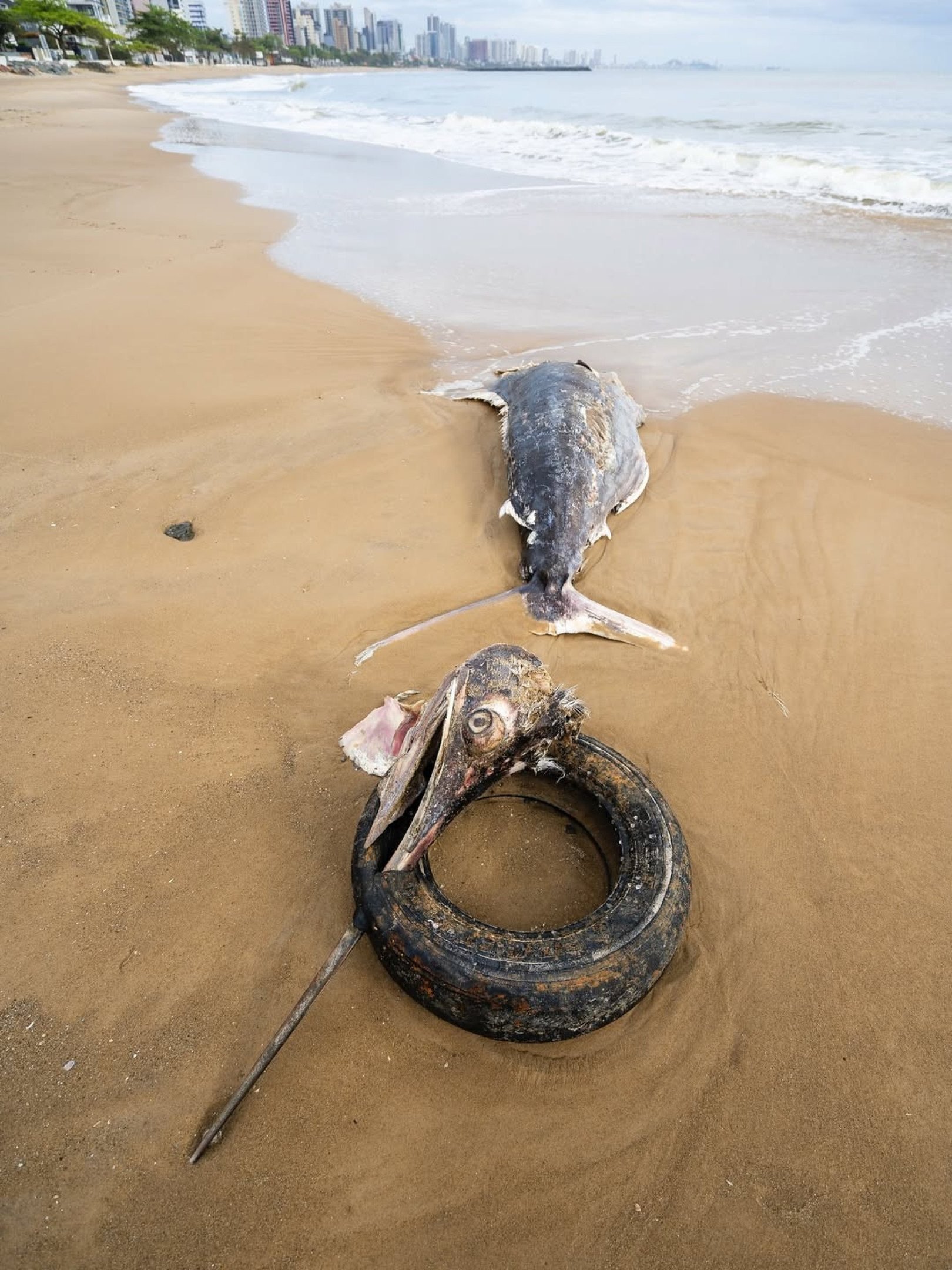 Peixe de grande porte &eacute; encontrado morto em Praia Central em Balne&aacute;rio Pi&ccedil;arras, localizada no litoral norte de Santa Catarina