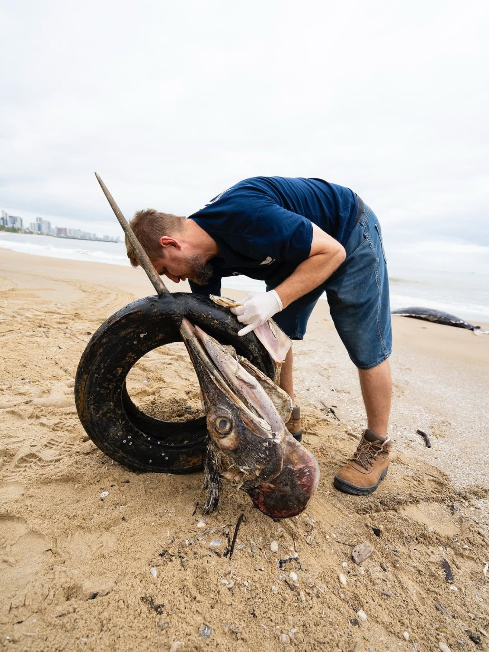 Peixe de grande porte &eacute; encontrado morto em Praia Central em Balne&aacute;rio Pi&ccedil;arras, localizada no litoral norte de Santa Catarina