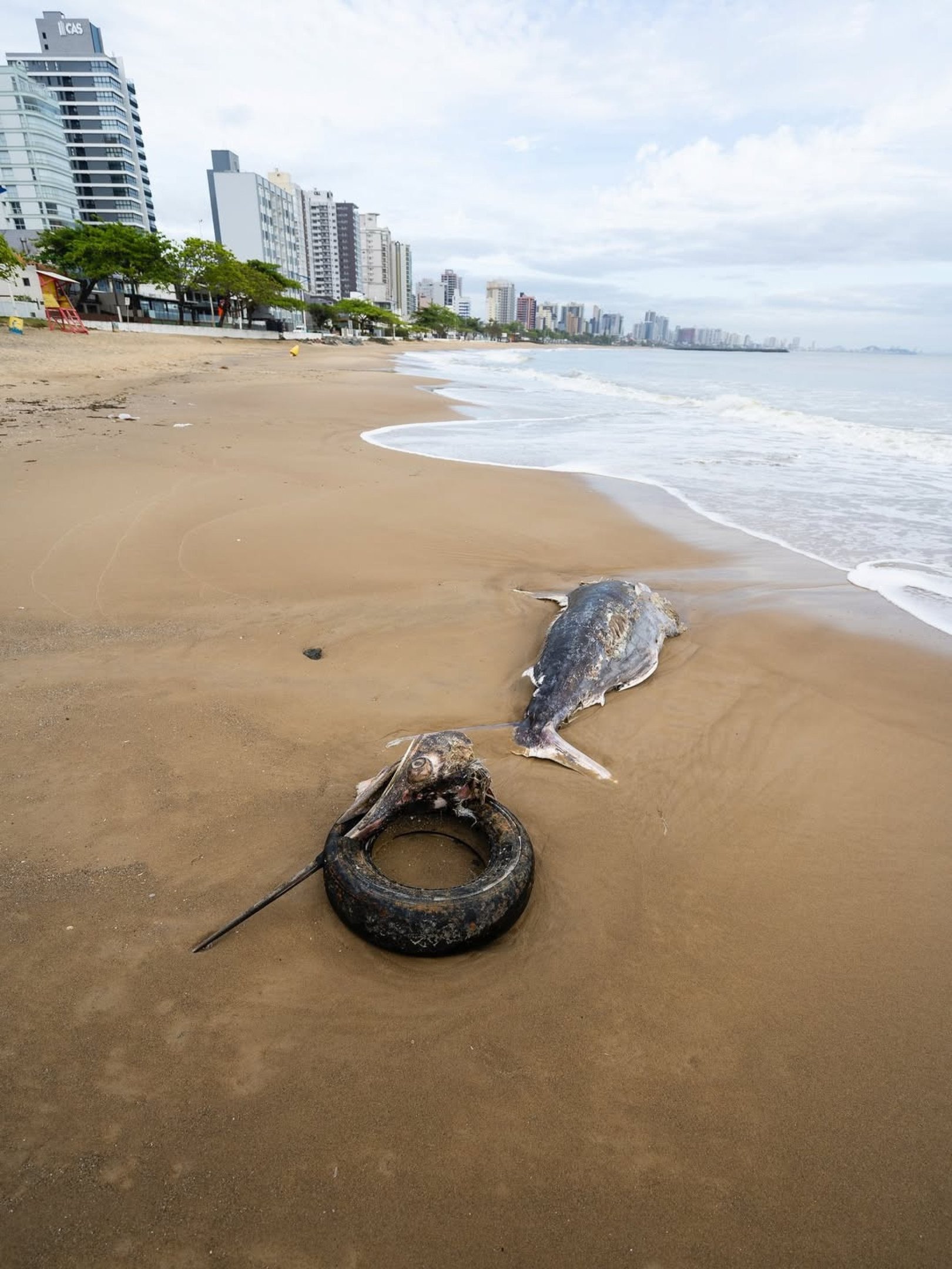 Peixe de grande porte &eacute; encontrado morto em Praia Central em Balne&aacute;rio Pi&ccedil;arras, localizada no litoral norte de Santa Catarina