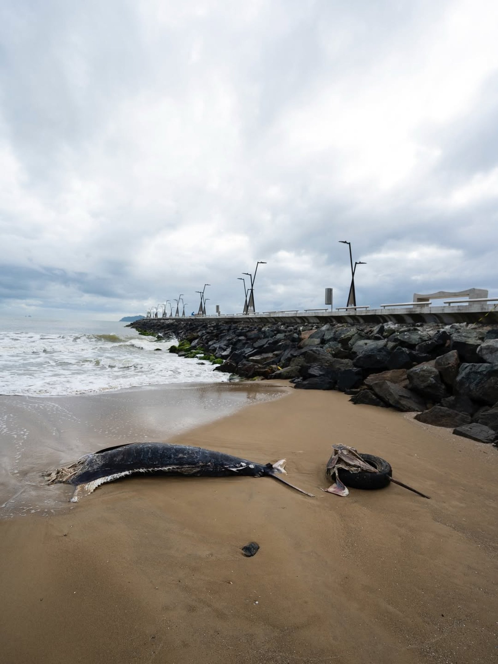 Peixe de grande porte &eacute; encontrado morto em Praia Central em Balne&aacute;rio Pi&ccedil;arras, localizada no litoral norte de Santa Catarina