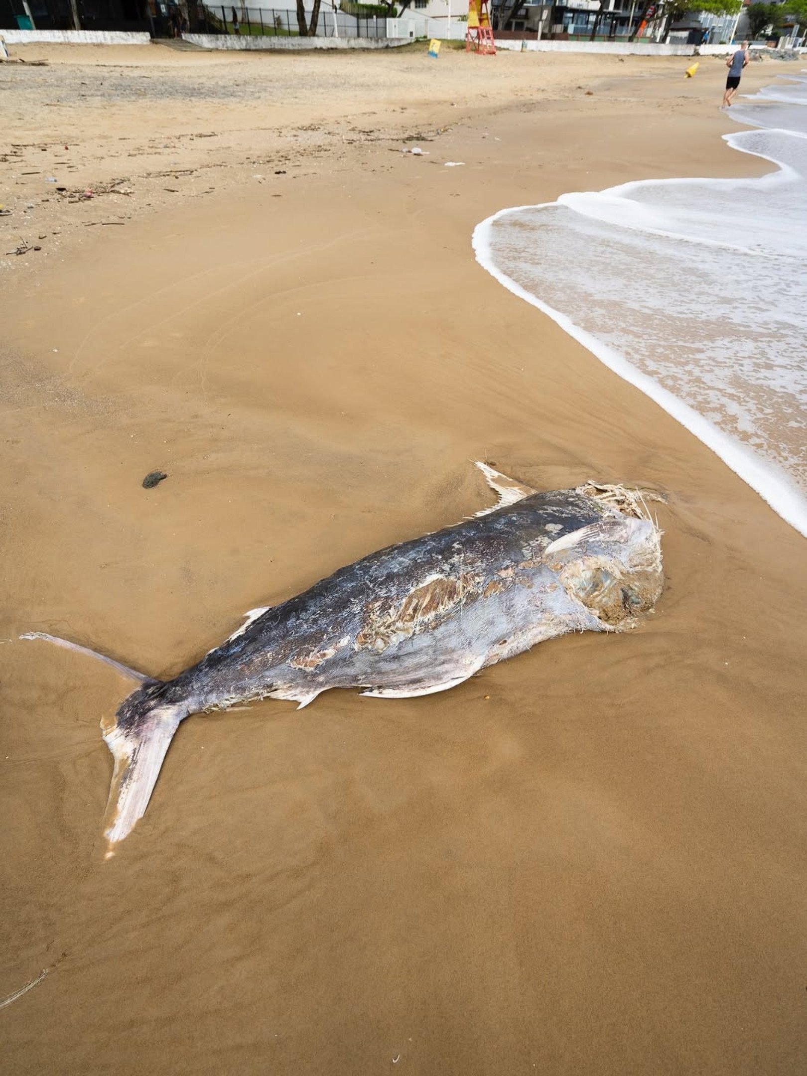 Peixe de grande porte &eacute; encontrado morto em Praia Central em Balne&aacute;rio Pi&ccedil;arras, localizada no litoral norte de Santa Catarina