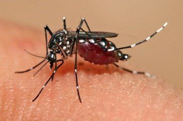 Dengue deve atingir 1,8 milhão de brasileiros em 2026 com metade das infecções em SP - wikimedia commons Muhammad Mahdi Karim