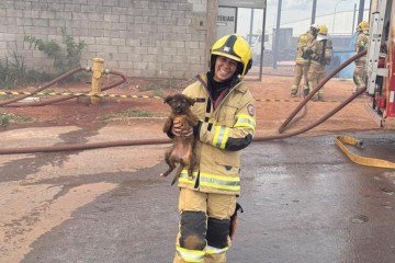 Incêndio em galpão: cinco cães foram resgatados por bombeiros