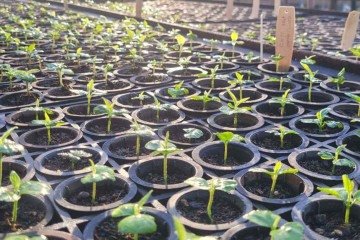 Mudas de diferentes matrizes louro-pardo (Cordia trichotoma) para instalação de novo teste genético - (crédito: UFLA/Divulgação) Mudas de diferentes matrizes louro-pardo (Cordia trichotoma) para instalação de novo teste genético - (crédito: UFLA/Divulgação)