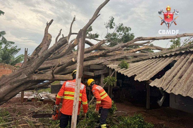 Árvore cai e danifica telhado de casa na Cidade Estrutural
