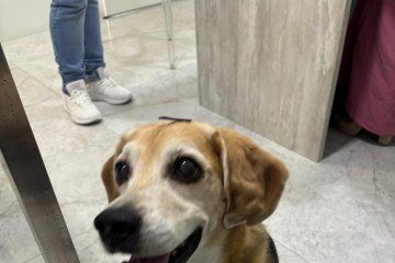 "Simba é um idoso forte, alegre, guerreiro e muito feliz", conta tutora - (crédito: Arquivo pessoal ) "Simba é um idoso forte, alegre, guerreiro e muito feliz", conta tutora - (crédito: Arquivo pessoal )