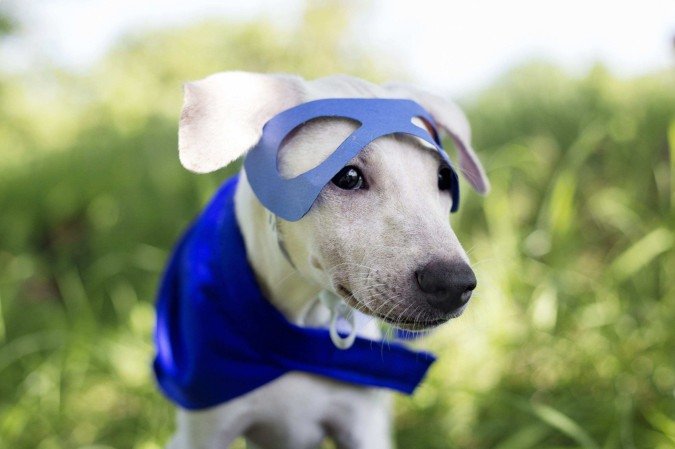 Uma vez diagnosticado, os animais podem passar por tratamentos diferentes de acordo com a gravidade do tumor