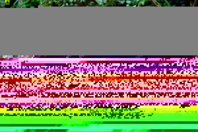 Os tigres são verdadeiros símbolos de força, beleza e mistério (Imagem: Danny Ye | Shutterstock) -  (crédito: EdiCase)