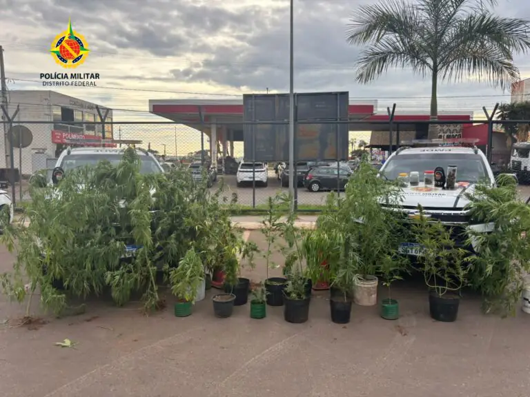 Policiais descobrem plantação de maconha em Arniqueira