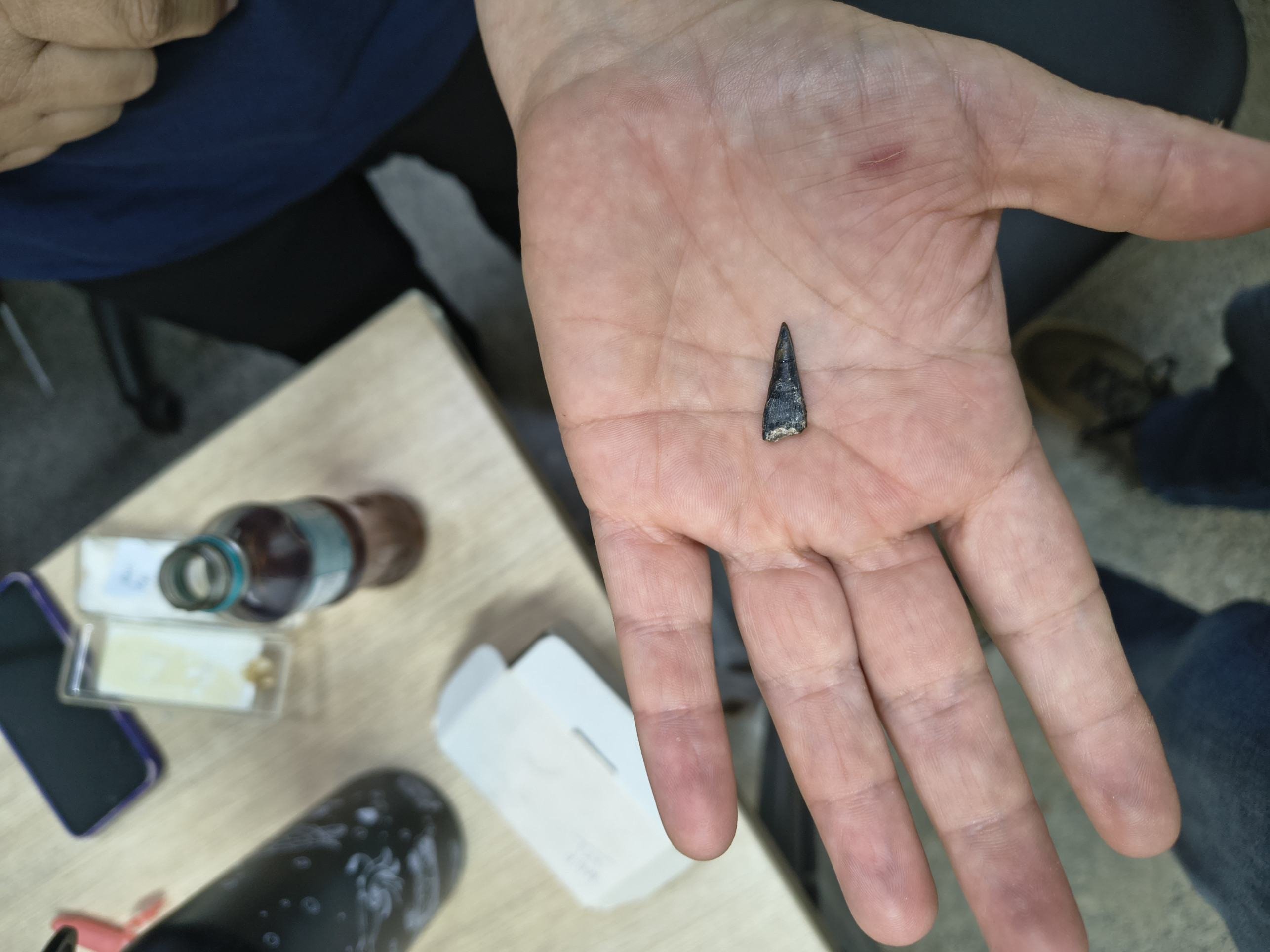 O dente encontrado em Minas Gerais é de um pterossauro, réptil voador do período