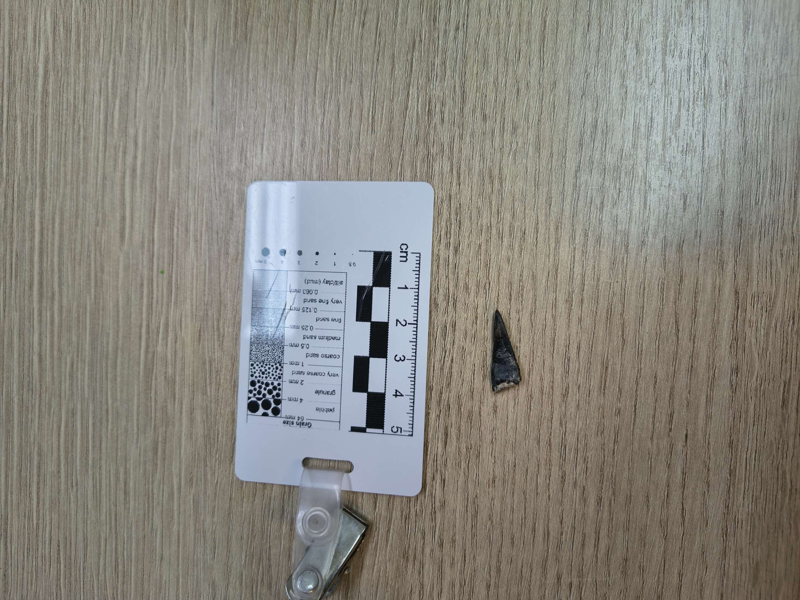  O dente mede 3 centímetros: descoberta   