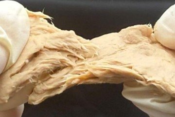 A nova versão do fungo com gosto de carne criada em laboratório -  (crédito: Xiao Liu/Universidade de Jiangnan) -A nova versão do fungo com gosto de carne criada em laboratório -  (crédito: Xiao Liu/Universidade de Jiangnan)