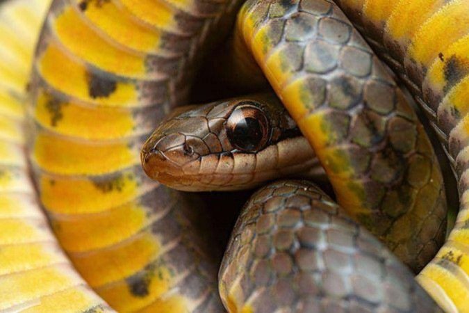 O sapo-flecha (<em>Ameerega trivittata</em>) desenvolveu suas toxinas como defesa contra os predadores -  (crédito: Getty Images)