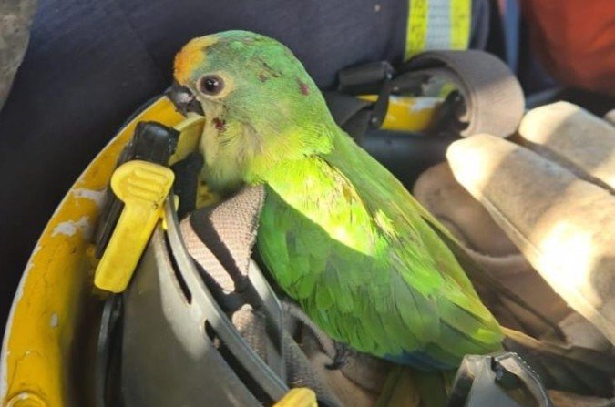 Bombeiros resgatam periquito-rei em residência em Sobradinho