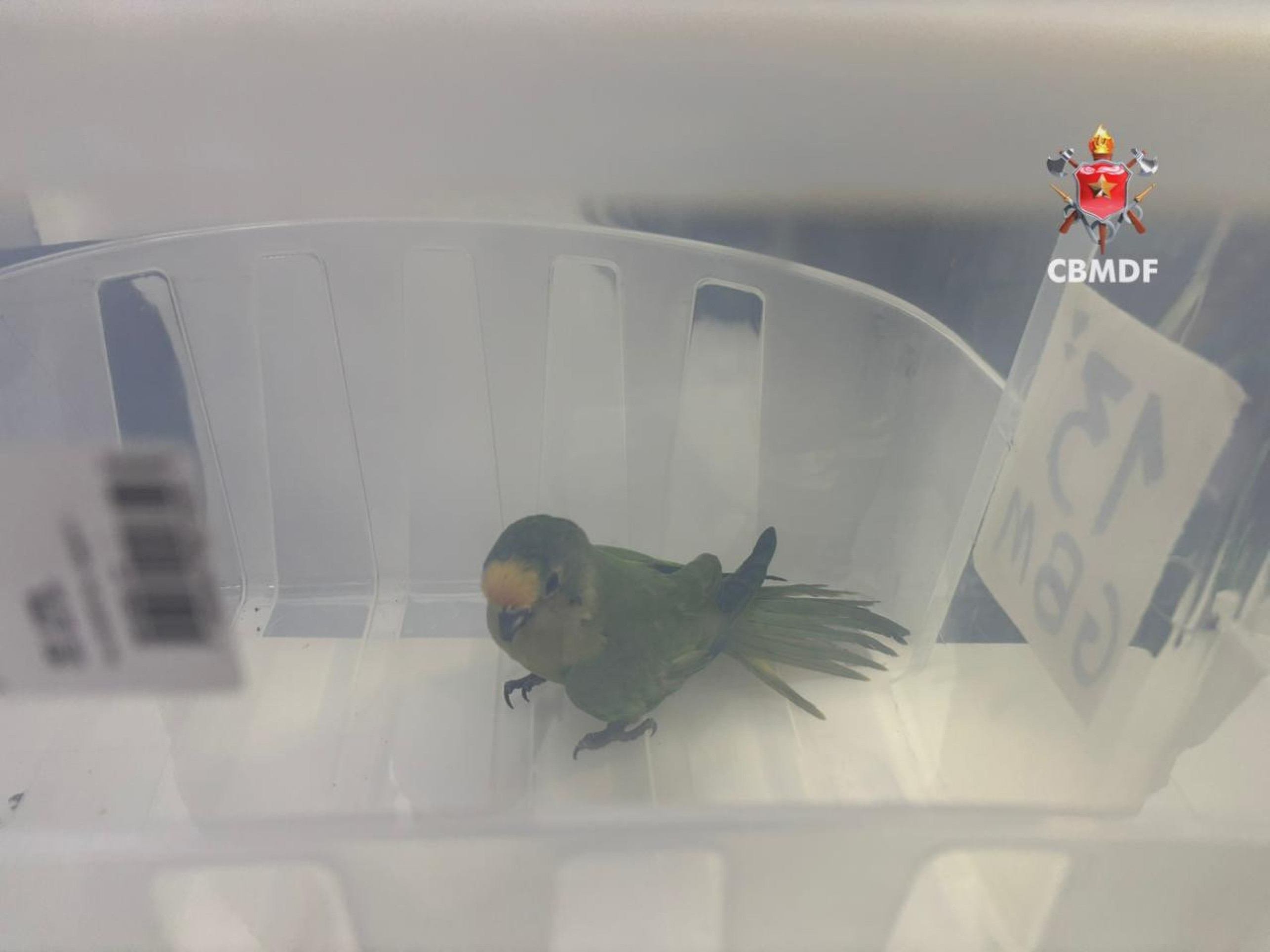 Ave foi resgatada pelos bombeiros em quintal de residência em Sobradinho