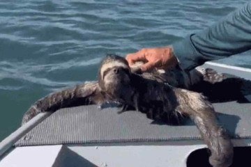 o bicho-preguiça foi resgatado pelo casal de canoístas enquanto nadava no canal de Bertioga (SP) - (crédito: Reprodução/GCM Ambiental Guarujá) o bicho-preguiça foi resgatado pelo casal de canoístas enquanto nadava no canal de Bertioga (SP) - (crédito: Reprodução/GCM Ambiental Guarujá)