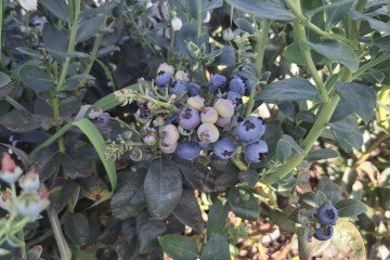 Bolos artesanais, geleias, doces e até pratos salgados terão o mirtilo como ingrediente principal - (crédito: Arquivo pessoal) Bolos artesanais, geleias, doces e até pratos salgados terão o mirtilo como ingrediente principal - (crédito: Arquivo pessoal)