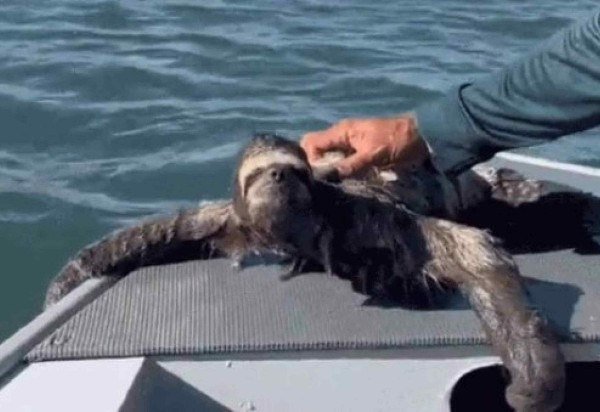 Reprodução/GCM Ambiental Guarujá