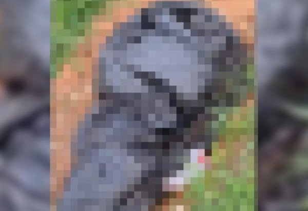 Material cedido ao Correio