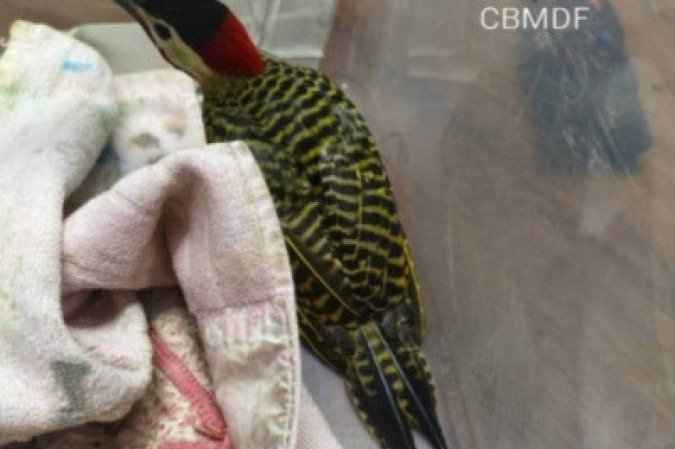 Pica-pau Carijó é resgatado em quartel de bombeiros no Guará -  (crédito: CBMDF/Divulgação)