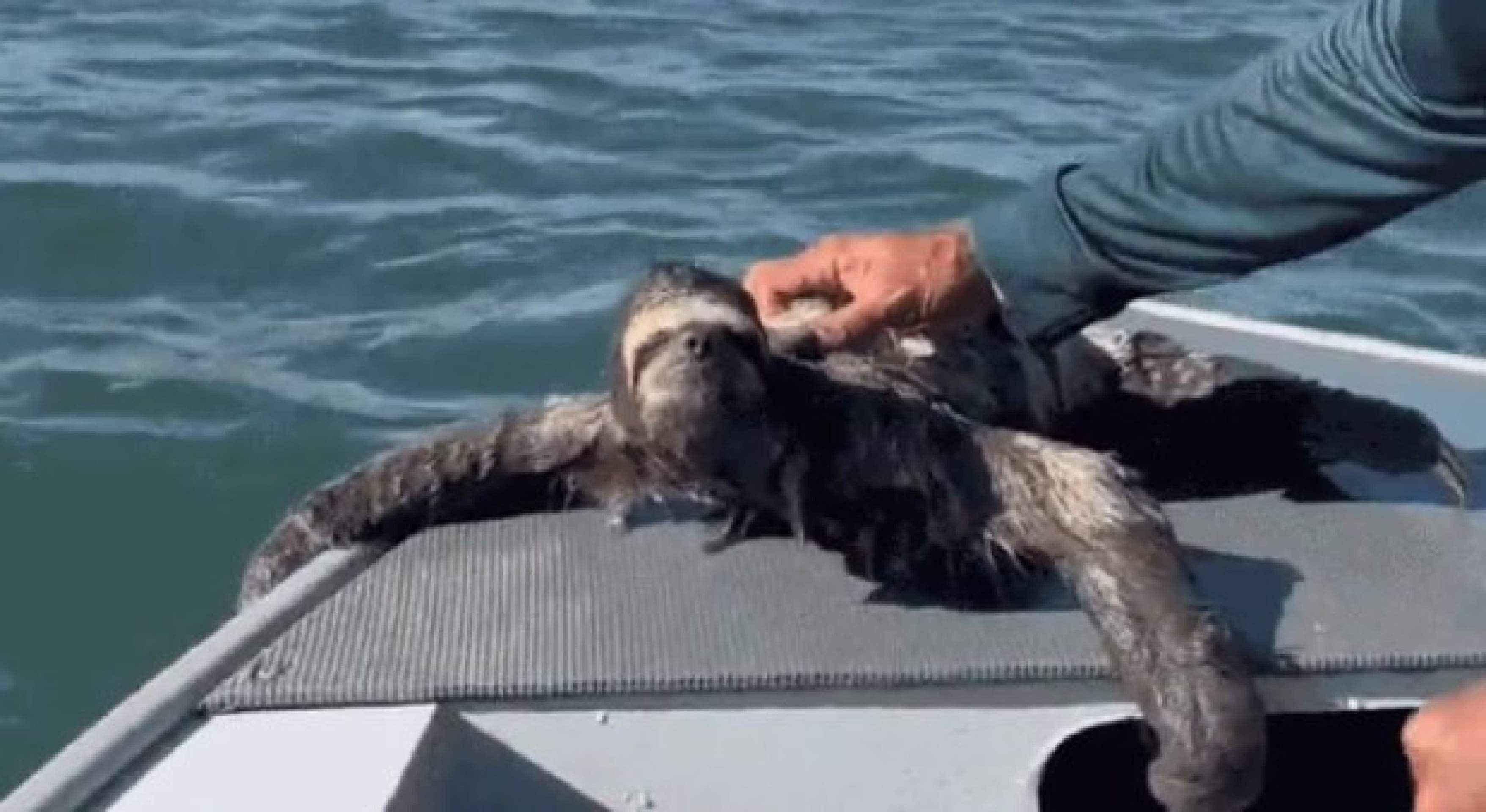 Canoístas resgatam bicho-preguiça à deriva no Guarujá