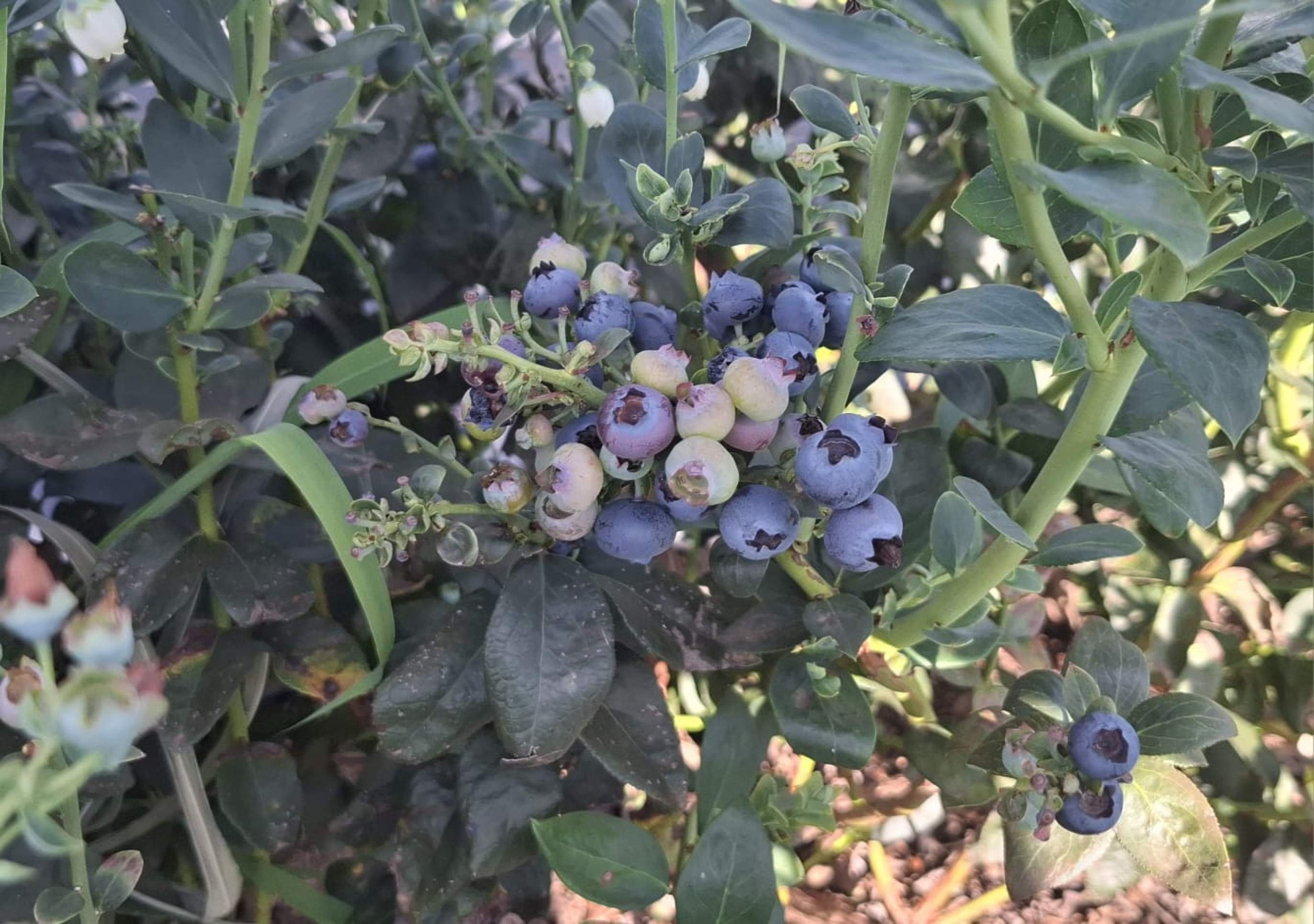 Colheita de mirtilo promete manhã gastronômica em Sobradinho