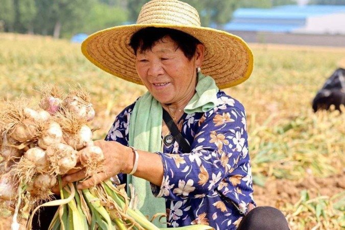 O alho, hoje em dia, faz parte da culinária de inúmeros países e culturas - (crédito: AFP via Getty Images) O alho, hoje em dia, faz parte da culinária de inúmeros países e culturas - (crédito: AFP via Getty Images)