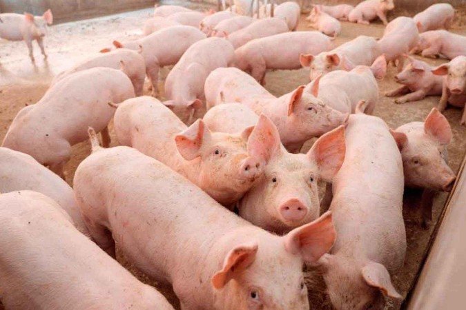 O confinamento e o transporte dos suínos para o abate deve respeitar uma série de protocolos para não comprometer a qualidade da carne - (crédito: ASEMG/Divulgação) O confinamento e o transporte dos suínos para o abate deve respeitar uma série de protocolos para não comprometer a qualidade da carne - (crédito: ASEMG/Divulgação)