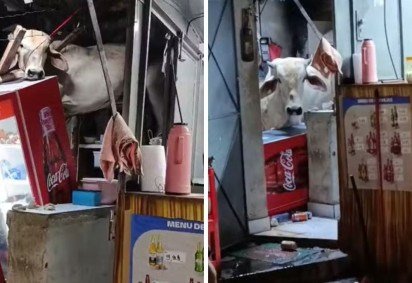 Vaca invade bar no Cear&aacute; -  (crédito: Reprodu&ccedil;&atilde;o / redes sociais)