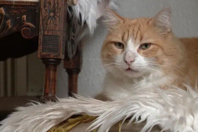 Gato Rémi invadiu casa do vizinho, e caso foi parar na justiça - (crédito: Reprodução) Gato Rémi invadiu casa do vizinho, e caso foi parar na justiça - (crédito: Reprodução)