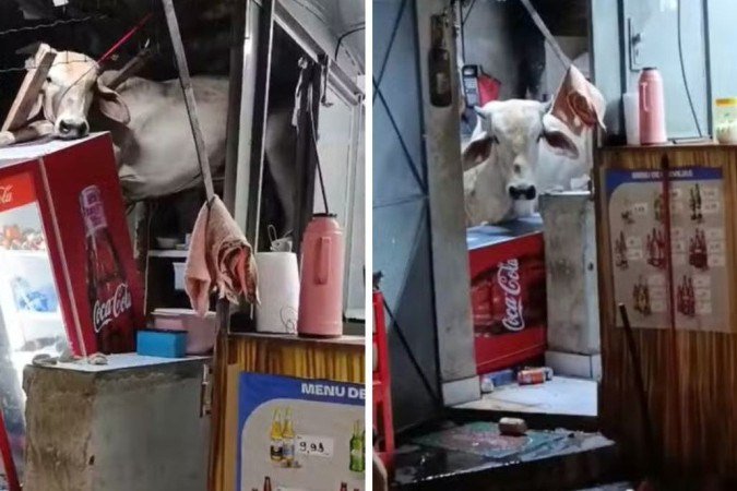 Vaca invade bar no Ceará - (crédito: Reprodução / redes sociais) Vaca invade bar no Ceará - (crédito: Reprodução / redes sociais)