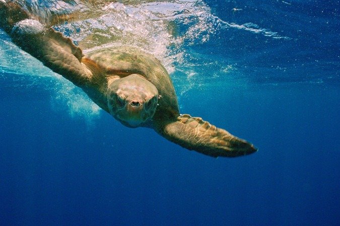 Cientistas investigam como tartarugas conseguem seguir campo magnético