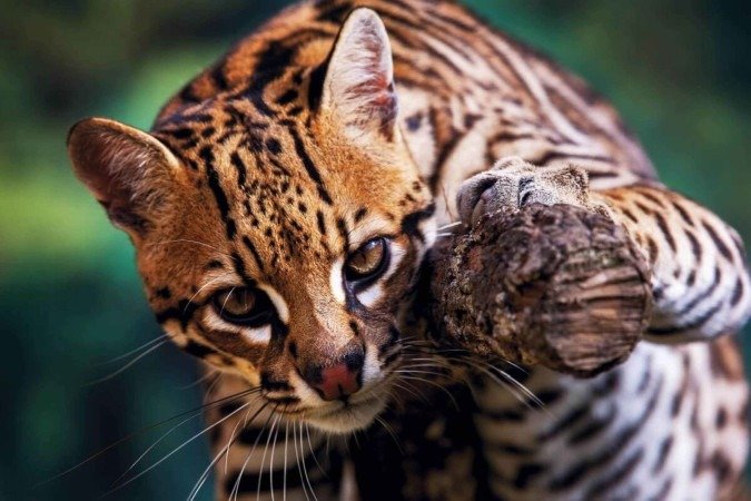 A jaguatirica é considerada a terceira maior espécie de felino selvagem (Imagem: Leonardo Mercon | Shutterstock) -  (crédito: EdiCase)