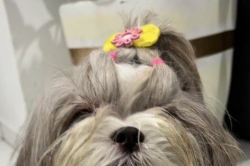 Pipa usa uma coleira inteligente para se locomover com segurança - (crédito: Reprodução/Instagram:@somosluluepipa) Pipa usa uma coleira inteligente para se locomover com segurança - (crédito: Reprodução/Instagram:@somosluluepipa)