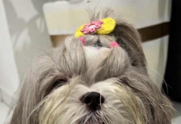 Reprodução/Instagram:@somosluluepipa