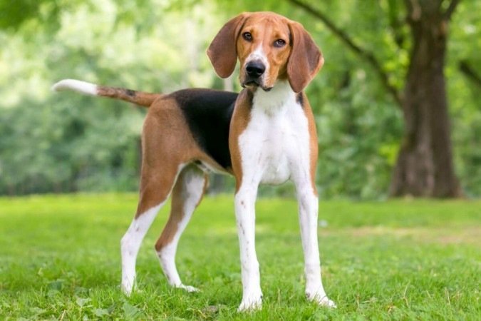 O foxhound americano pode ser um ótimo companheiro para tutores ativos e que apreciam atividades ao ar livre (Imagem: Mary Swift | Shutterstock) - (crédito: EdiCase) O foxhound americano pode ser um ótimo companheiro para tutores ativos e que apreciam atividades ao ar livre (Imagem: Mary Swift | Shutterstock) - (crédito: EdiCase)