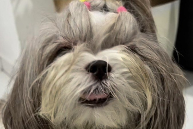 Pipa usa uma coleira inteligente para se locomover com segurança - (crédito: Reprodução/Instagram:@somosluluepipa) Pipa usa uma coleira inteligente para se locomover com segurança - (crédito: Reprodução/Instagram:@somosluluepipa)