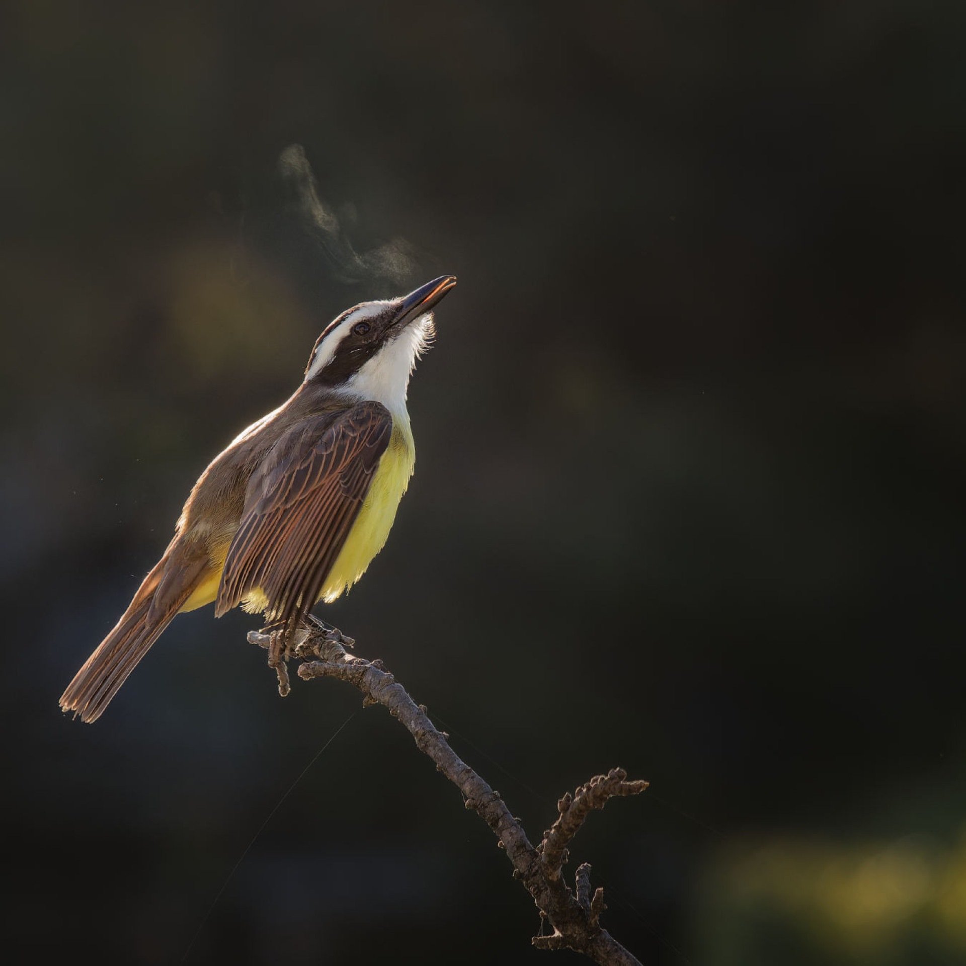 Fotógrafa brasiliense lança livro com registros de pássaros