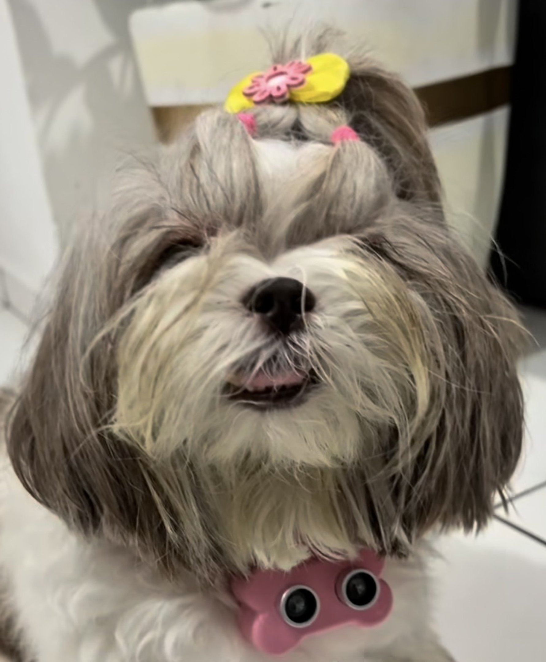 Pets na era tecnológica: aparelhos modernos transformam o cuidado com os bichos