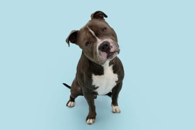 O nome “Nuvem” é perfeito para cachorros que parecem sonhar acordados e têm um olhar tranquilo e introspectivo (Imagem: smrm1977 | Shutterstock) -  (crédito: EdiCase)