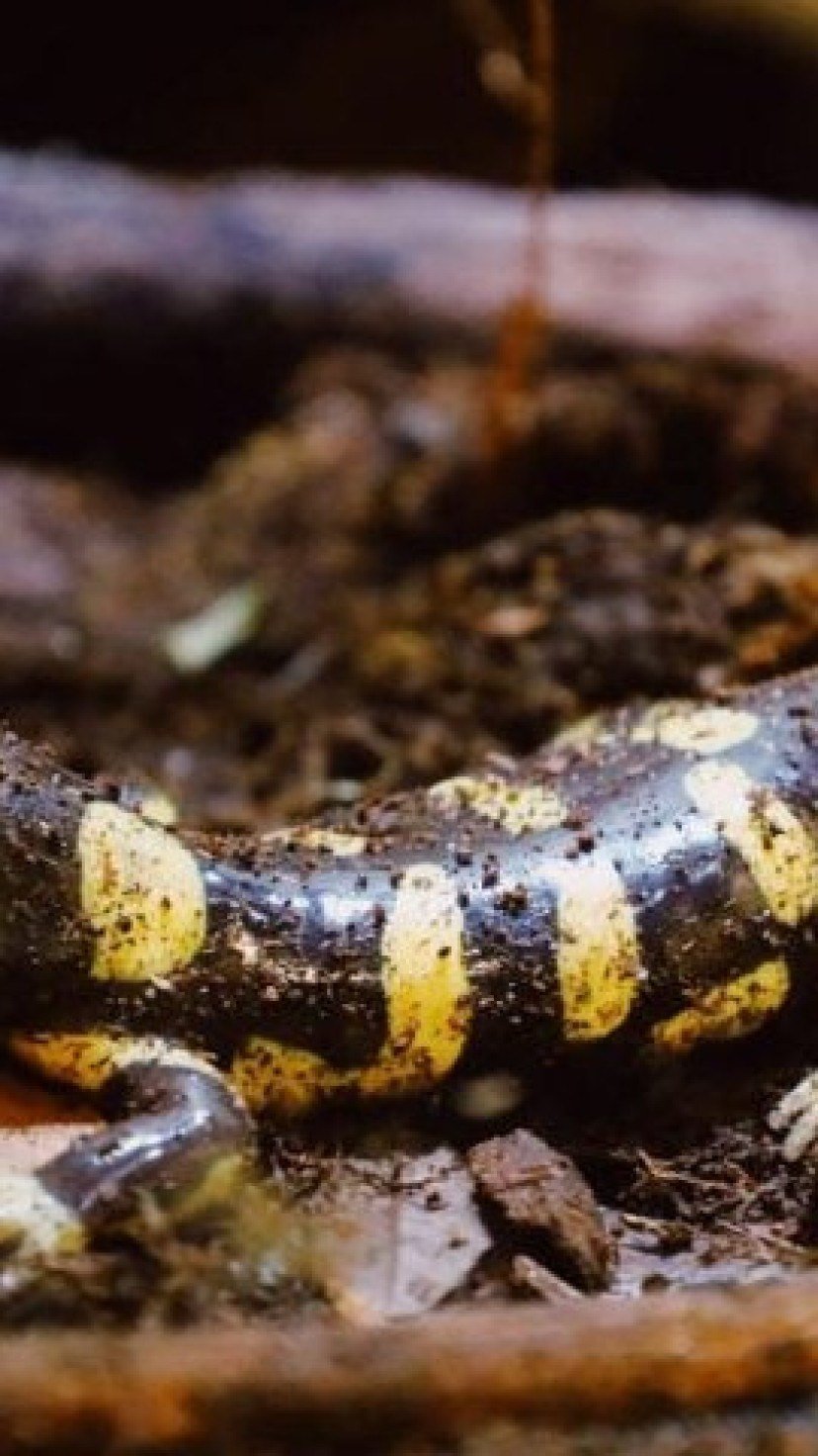 Cientistas descobrem fóssil de salamandra gigante que 'sugava' presas