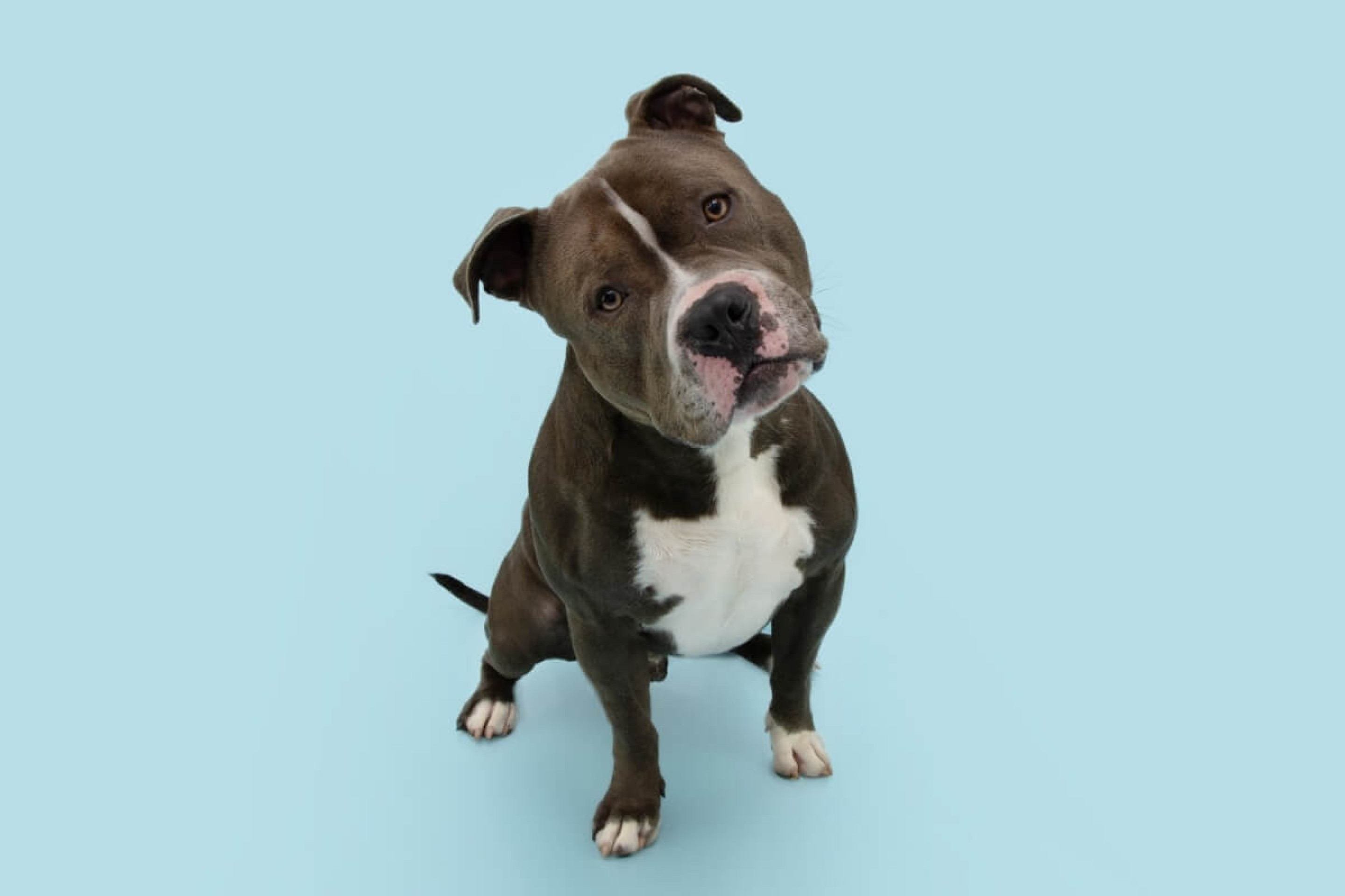 Seu cachorro é distraído? Confira 10 nomes perfeitos para ele