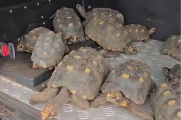 Vídeo: Polícia resgata 13 animais silvestres em cativeiro no Park Way