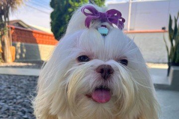 Pipoca já passou
por três sessões de comunicação intuitiva e tutora diz se sentir reconfortada e com
mais esperança - (crédito: Arquivo pessoal) Pipoca já passou
por três sessões de comunicação intuitiva e tutora diz se sentir reconfortada e com
mais esperança - (crédito: Arquivo pessoal)