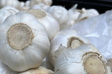 Concentrações mais elevadas de antisséptico têm eficácia comparável à da fórmula industrial - (crédito: F. Antewan/Divulgação ) Concentrações mais elevadas de antisséptico têm eficácia comparável à da fórmula industrial - (crédito: F. Antewan/Divulgação )